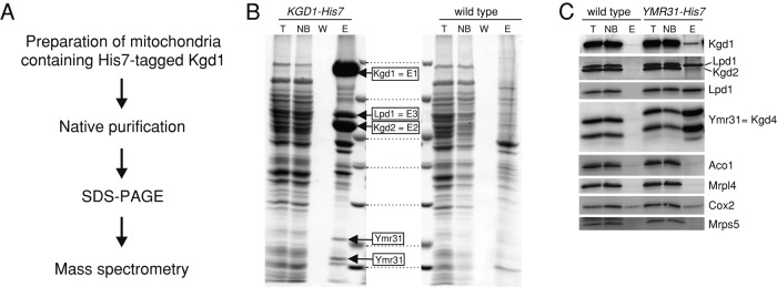 FIGURE 1: