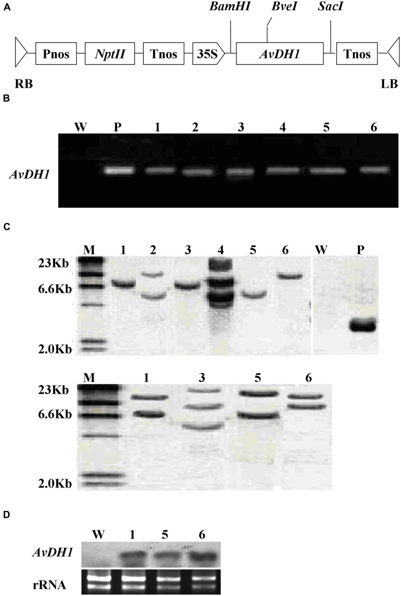 FIGURE 1