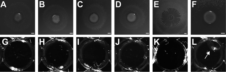 FIG 2