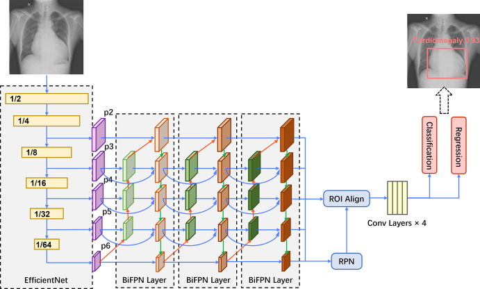 CheXDet architecture. An EfficientNet backbone is used for feature extraction, which also downsamples the data in width and height. The multiscale features (ie, p2, p3, p4, p5, and p6) are then fed into three bidirectional feature pyramid network (BiFPN) layers for information aggregation and enrichment. The bidirectional feature pyramid network introduces top-down feature aggregation (red arrows), bottom-up feature aggregation (green arrows), and feature aggregation from the same scales (blue arrows). Next, a region proposal network (RPN) module and a region of interest (ROI) alignment module are used to generate bounding-box proposals based on the bidirectional feature pyramid network features. The proposal features are further fed into four convolutional (conv) layers. Finally, two fully connected layers conduct classification and regression based on the proposals, respectively, and generate the predictions.