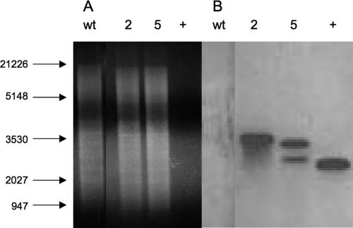 FIG. 3.