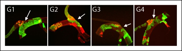 Figure 4—figure supplement 3.