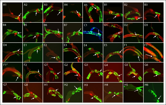 Figure 4—figure supplement 4.