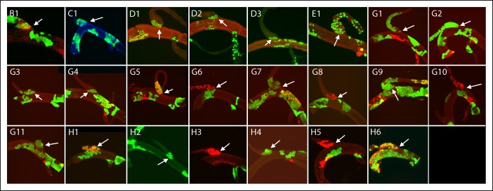 Figure 4—figure supplement 2.