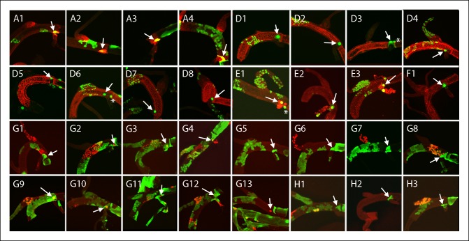 Figure 4—figure supplement 6.