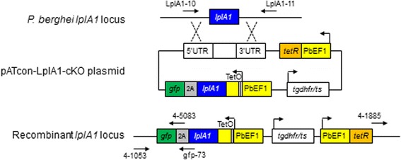 Fig. 1