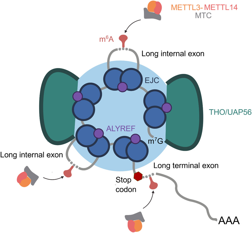 Key Figure - Fig. 1.