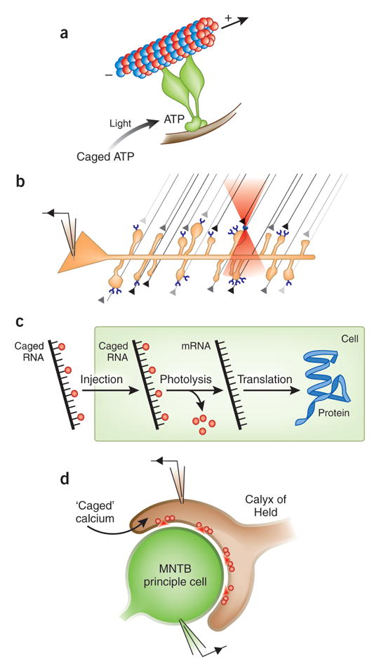 Figure 4