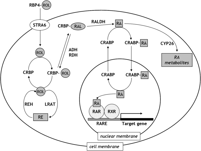 FIG. 1.