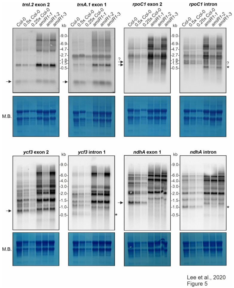 Figure 5