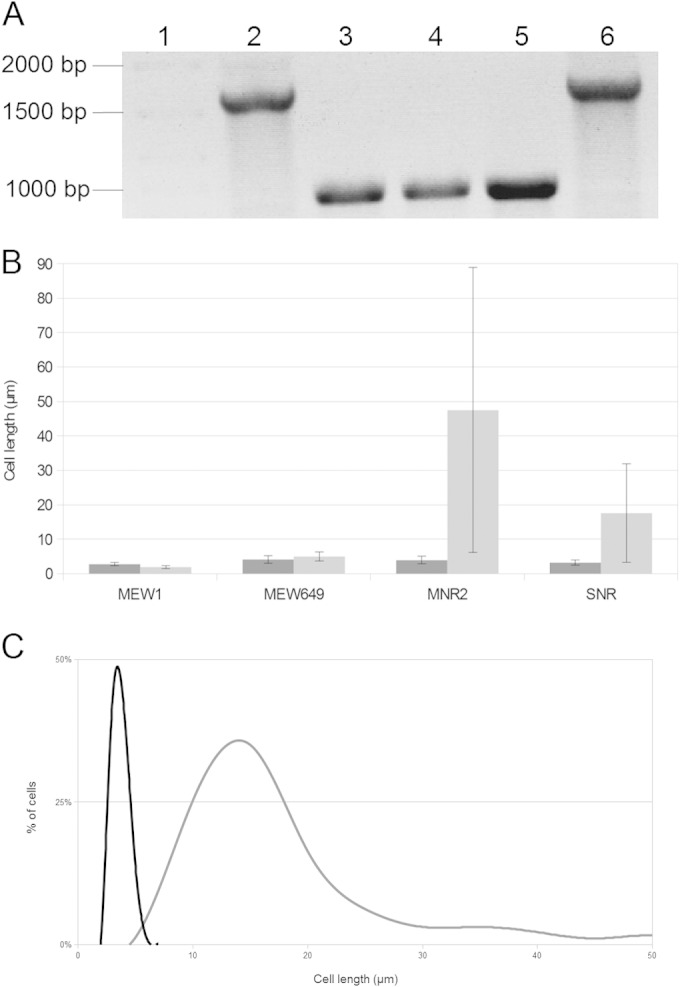 FIG 6