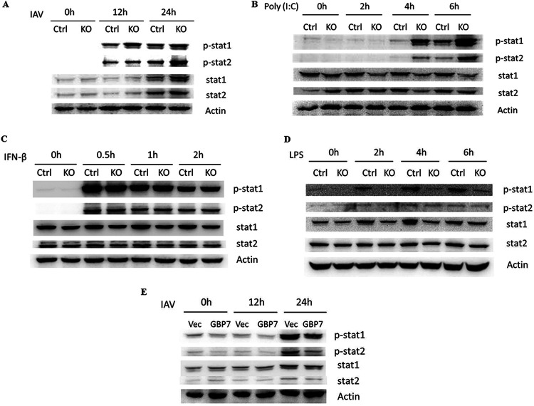 FIG 8