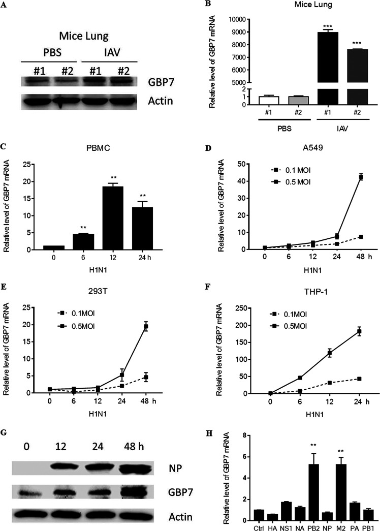 FIG 1