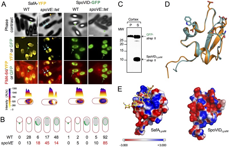 FIG 6