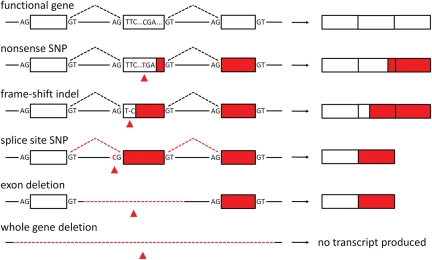 Figure 1.