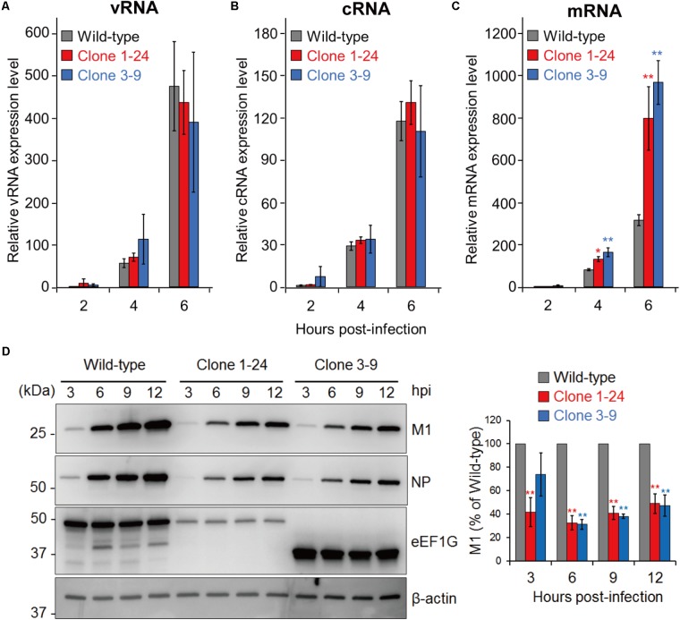 FIGURE 4