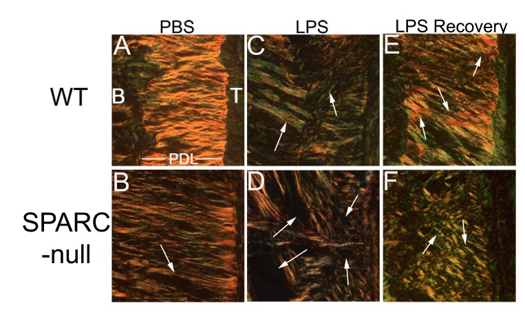 Fig. (2)