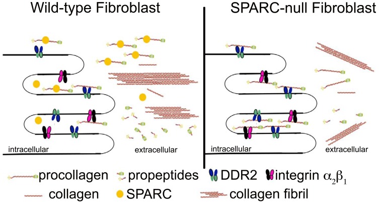 Fig. (1)