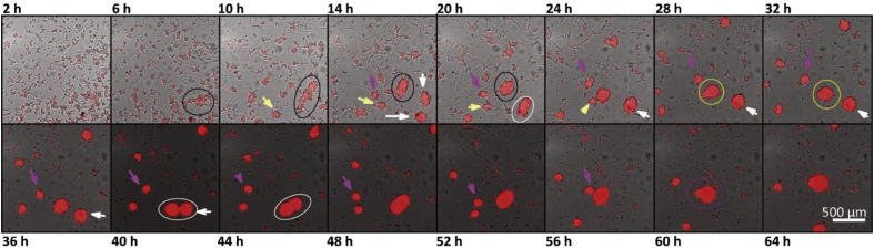 Figure 5