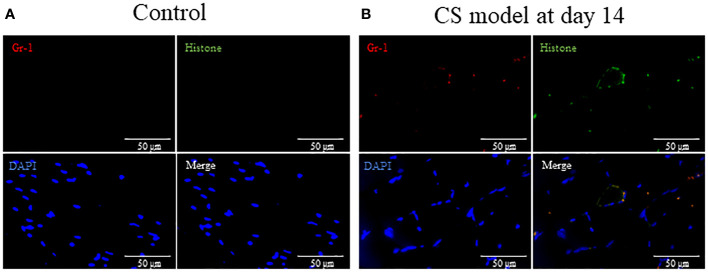 Figure 5