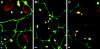 FIG. 1.