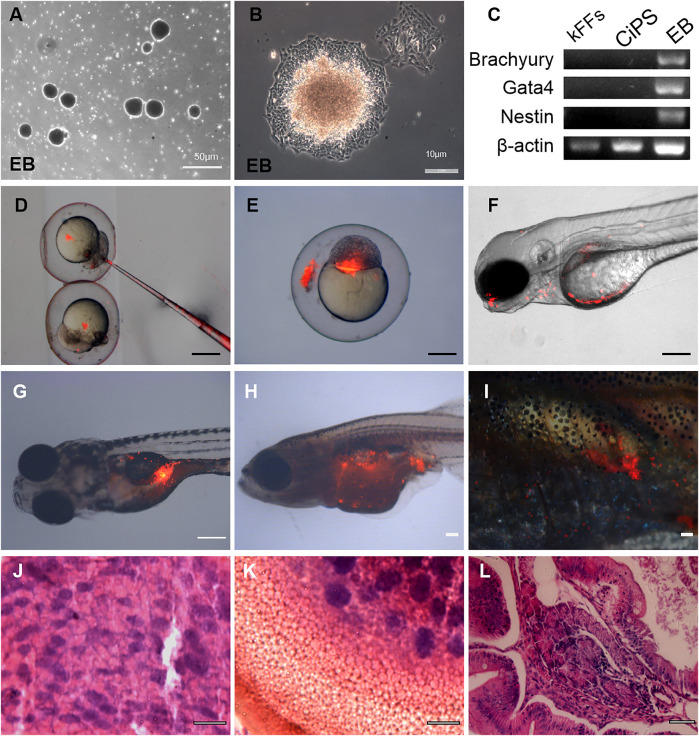 FIGURE 3