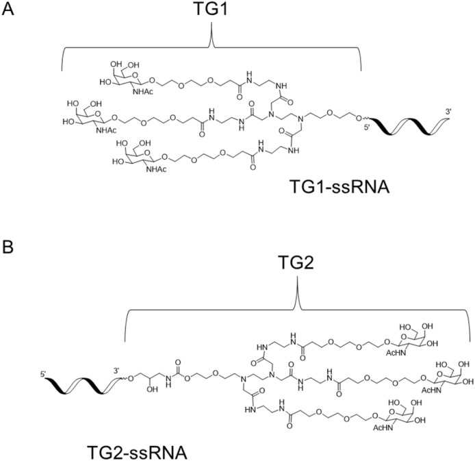 Novel diamine-scaffold based N-acetylgalactosamine (GalNAc)–siRNA ...