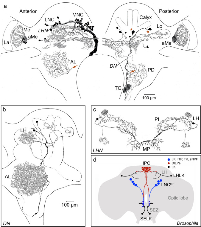 Fig. 1