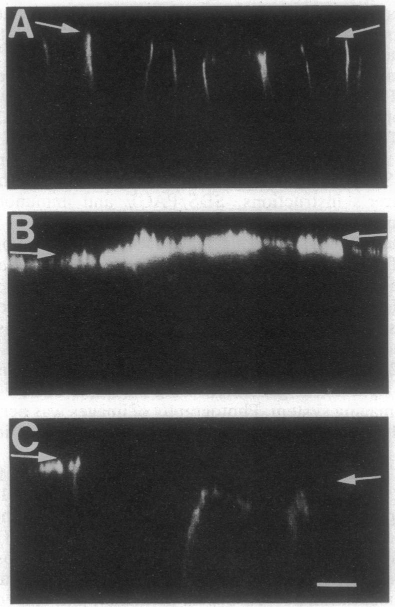 graphic file with name pnas01090-0280-a.jpg