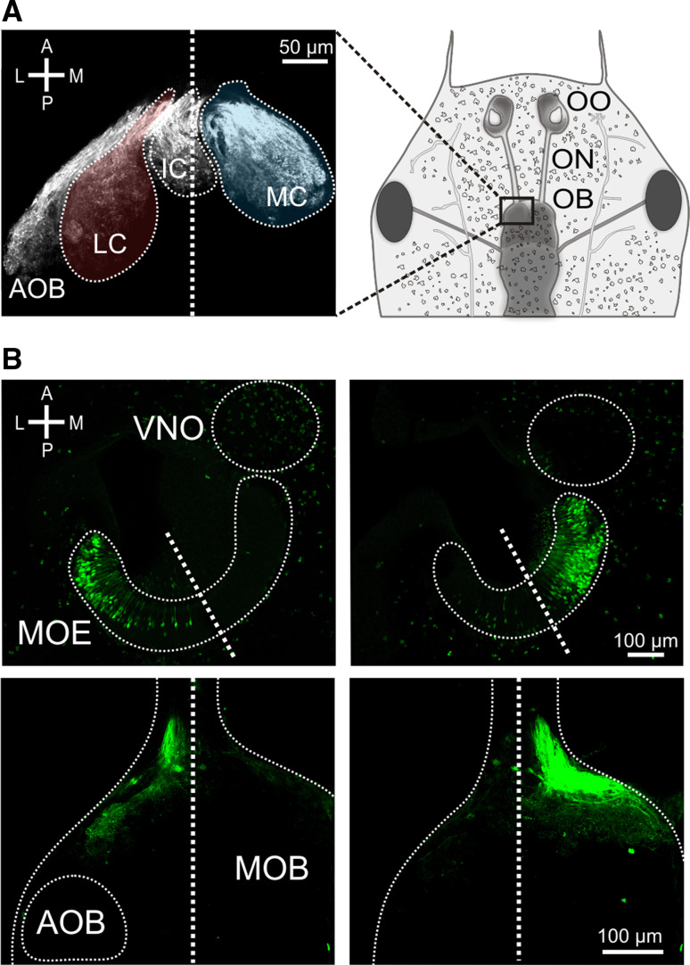 Fig. 2