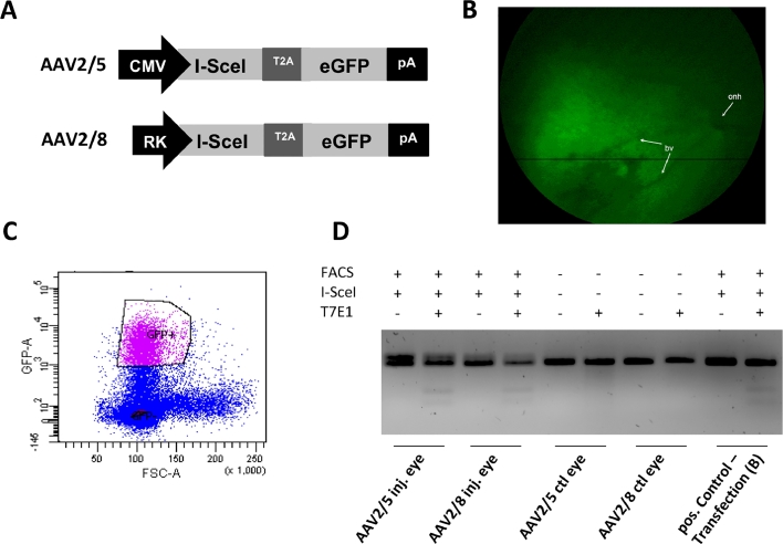 Fig 8