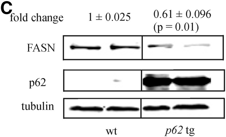 Fig. 3C