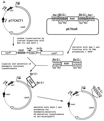 FIG. 1