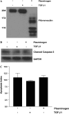 <b>Figure 7.</b>