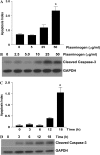 <b>Figure 3.</b>