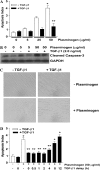 <b>Figure 4.</b>