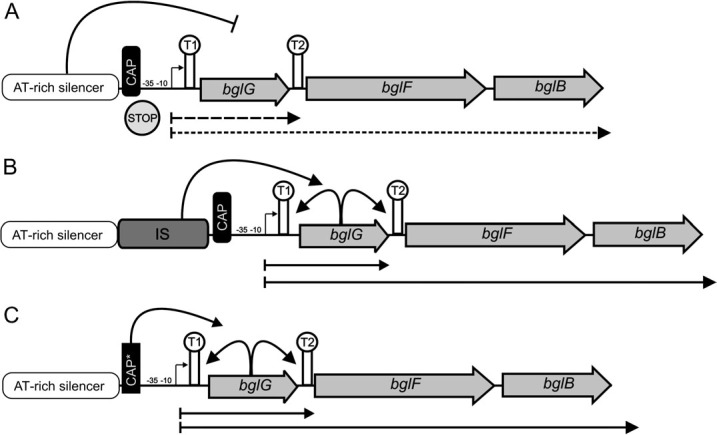 FIG. 1.