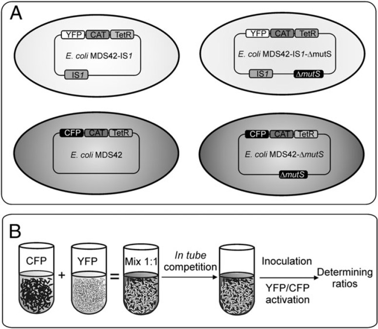 FIG. 2.