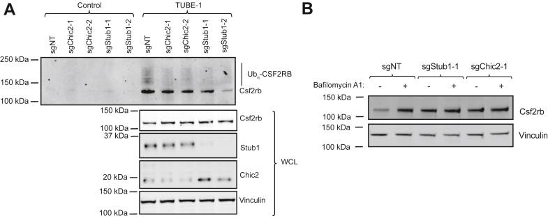 Figure 5