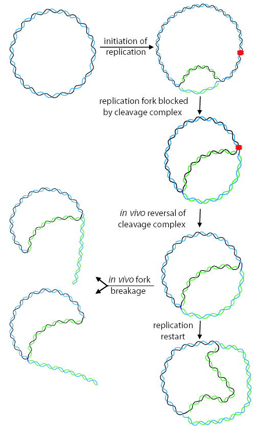 Fig. 8