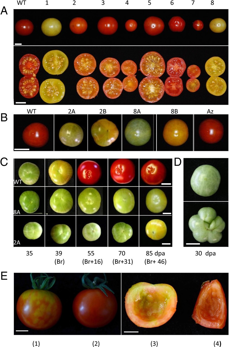 Fig. 2.