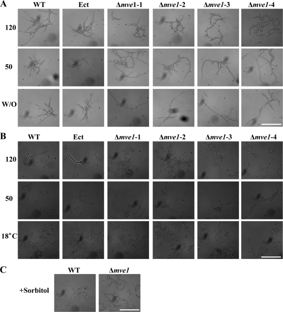 FIG. 7.