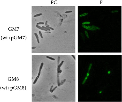 Fig. 6