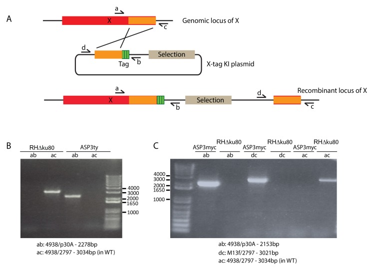 Figure 1—figure supplement 3.