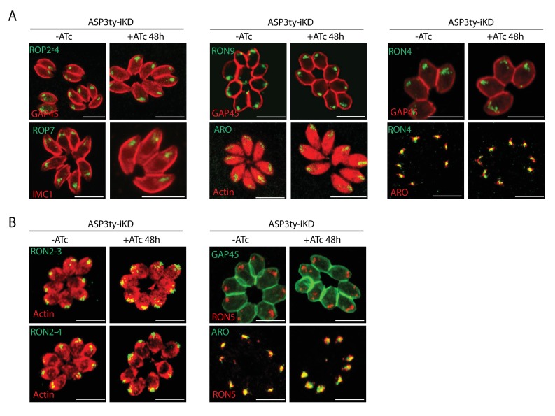 Figure 4—figure supplement 1.