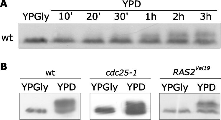 FIG. 5.