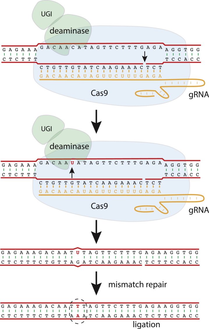 Figure 4