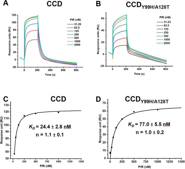 Two graphs show sensorgrams of PIR binding to WT CCD and mutant CCD proteins, respectively, at various concentrations. Two line graphs display binding isotherms for WT CCD and mutant CCD highlighting the KD constants for both proteins.
