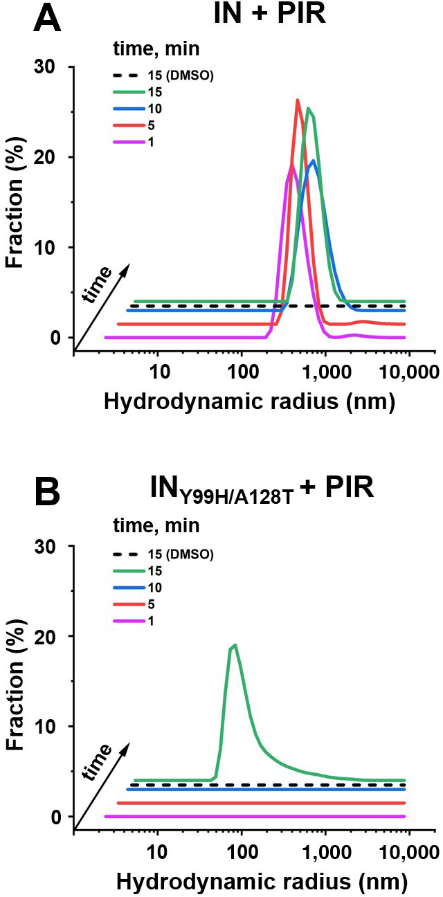 Two line graphs show the hydrodynamic radius distribution for wild-type IN over time, with peaks at 1, 5, 10, and 15 minutes, as well as a single peak for the IN_Y99H/A128T mutant. DMSO control lines indicate no significant aggregation.