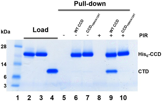 A Coomassie-stained gel with 10 lanes shows results from affinity pull-down assays under different conditions. The lanes include molecular markers, protein loads, and assays with/without PIR, highlighting bands at 14 kDa that represent His₆-CCD.
